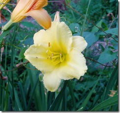 712 pale yellow lily 1