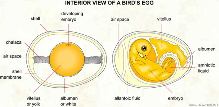 Anatomía del huevo 2. La estructura de un huevo empollado es diferente, las aves son amniotas y por ende presentan 4 sacos embrionarios, el primero lo tienen todos los organismos con huevo y es el vitelio que contiene la yema donde salen los nutrientes, el segundo es el alantoides donde van a parar los desechos. Observe que el alantoides rodea de manera externa al embrión, esto se debe a que los embriones de ave son muy demandantes en metabolismo, por lo que este alantoides no puede con tener todos los desechos, así que los evapora a través de poros en la cáscara. El amnios es la membrana que rodea al embrión para protegerlo, mientras que el corion que no se puesta rodea al alantoides.