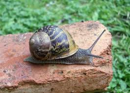 snails are for gardens, not eating