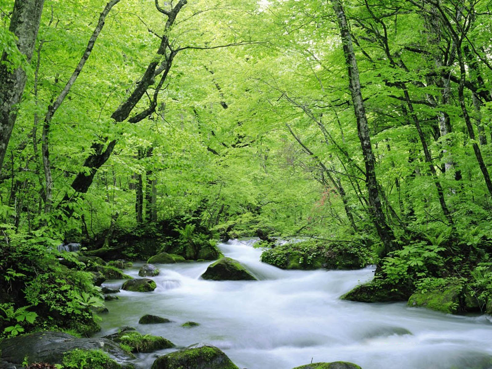 ... Desktop Wallpapers, Green Nature Desktop Backgrounds, Green Nature