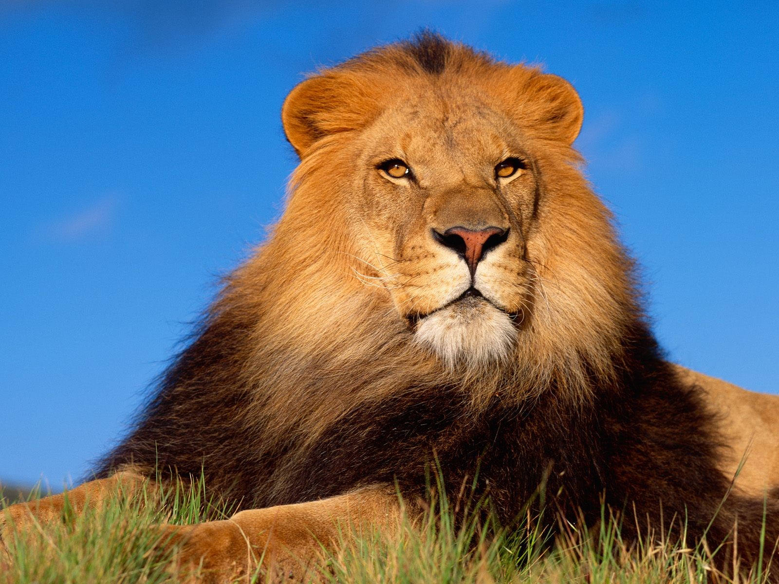 Lion Wallpapers | 3D Wallpaper | Nature Wallpaper | Free ...