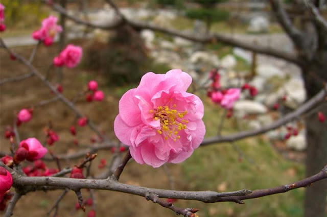 Plum Flowers