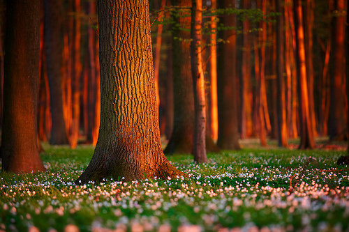 Foxley Woods, England