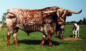 Bakra Eid 2013,Camel Qurbani,Eid Al Adha Mubarak,Cow 