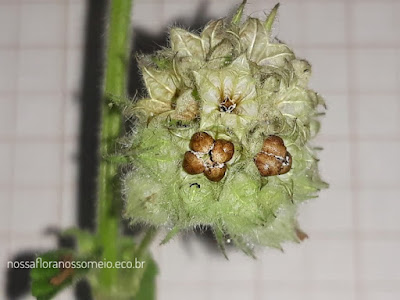 frutos maduros de Marsypianthes chamaedrys no glomérulo após a queda das flores