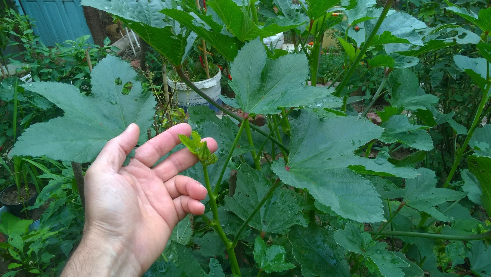 Okra is grown for its edible fruit pods. The fruits are harvested when immature and eaten as a vegetable.