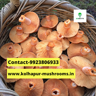 Oyster Mushroom Powder price in India