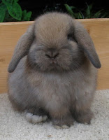 Holland Lop Show - Pulaukelinci blog