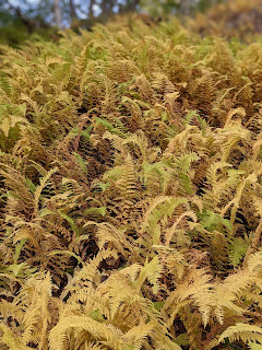 Autumn Ferns, Greenlink Trail, Cape Breton Island