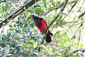 New Guinea Vulturine Parrot or also called Pesquet's Parrot (Psittrichas fulgidus) in Ases valley of Tambrauw mountains