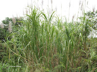 Ornamental sugarcane - Senator Fong's Plantation and Gardens, Oahu, HI