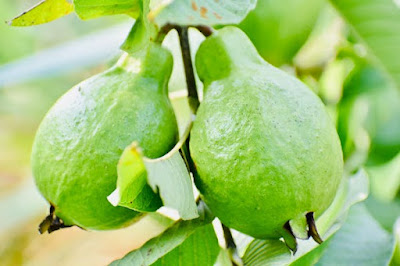 https://allintalker.blogspot.com/2022/10/about-guava-fruit-how-to-eat-guava.html