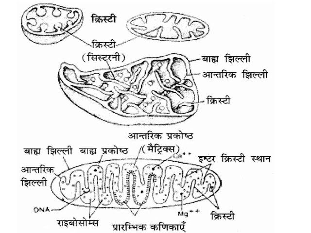 MITOCHONDRIA Details in Hindi