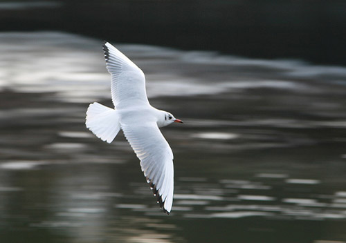 Panning Shots In Photography