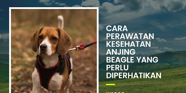 Cara Perawatan Kesehatan Anjing Beagle yang Perlu Diperhatikan