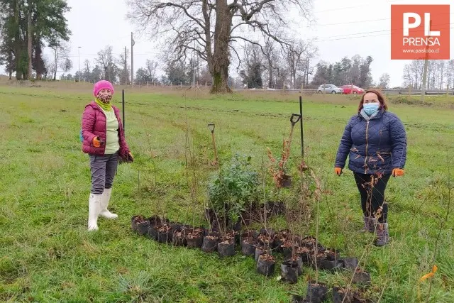 Jornada de arborización en Purranque