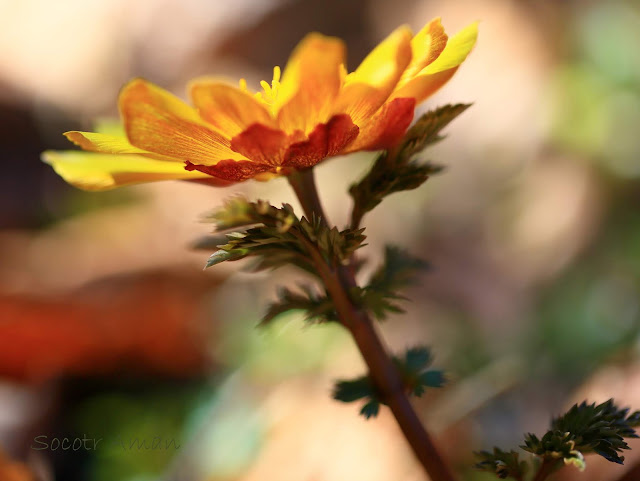 Adonis multiflola