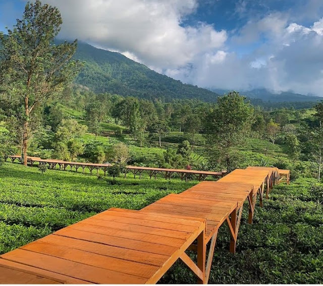 Tea Bridge Gunung Mas Puncak Bogor