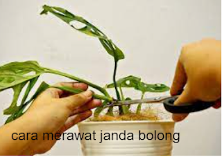 cara merawat tanaman janda bolong