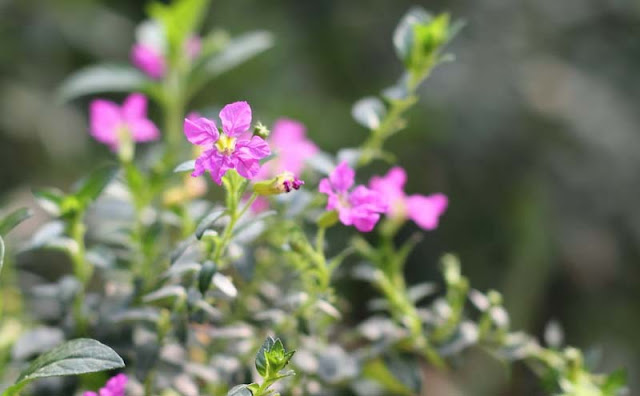 Mexican Heather Flowers Pictures