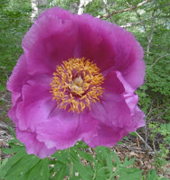 Pivoines sauvages 3, Dourbes, malooka