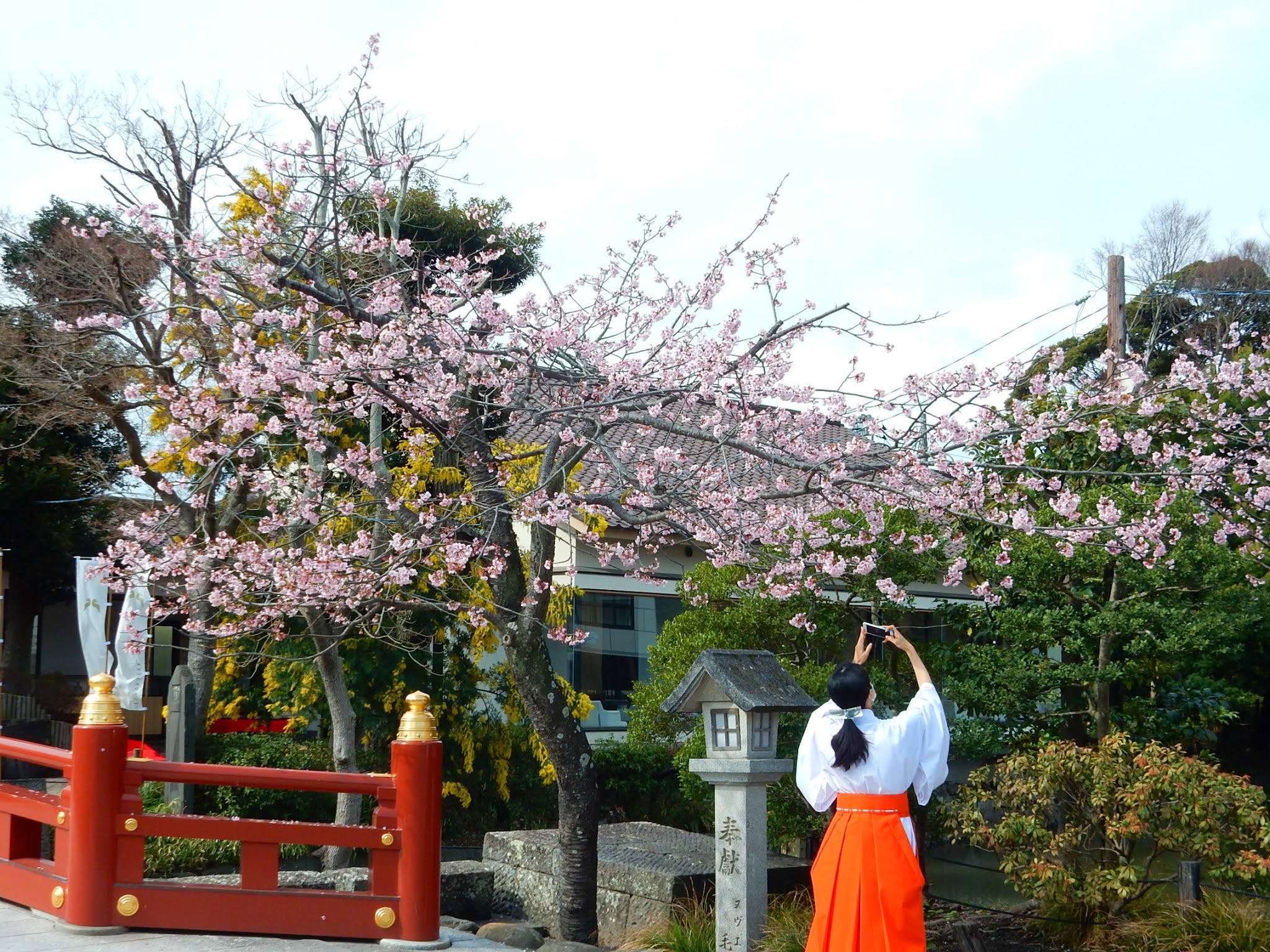 Okadoのブログ 鎌倉散策の記録 鶴岡八幡宮の桜21 03 09