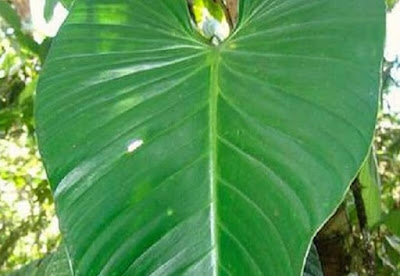 Philodendron pogonocaule care