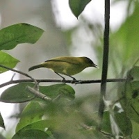 Foto dan gambar Burung Pleci kacamata