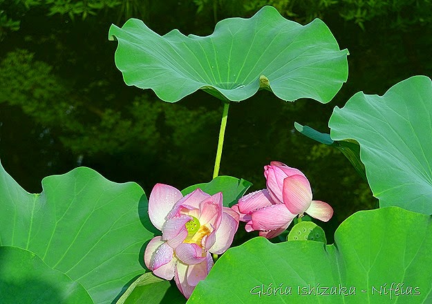 Glória Ishizaka - flores 73
