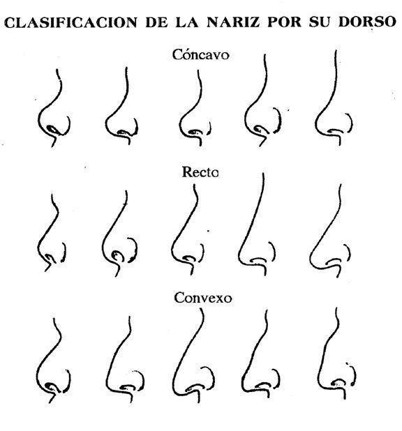 Como Dibujar Narices de Perfil Paso a Paso