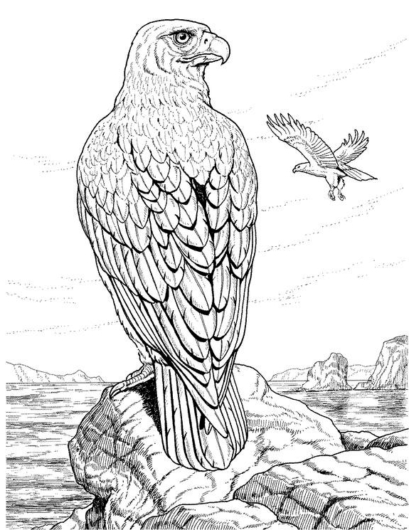 Posted in Animal Animal Drawings Animal Print Bird Drawings Black 