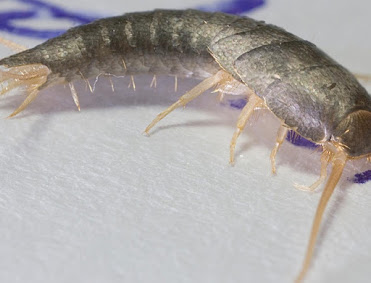 How To Stop Silverfish Infestation?
