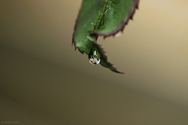 A Minimalist Photo of Water Droplet Falling Down From Rose Plant Leaf