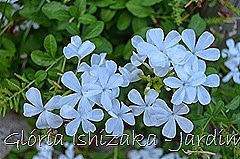 Glória Ishizaka - Jardim Botânico Nagai - Osaka 41