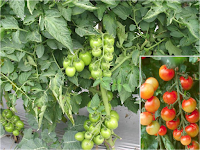 Penyakit Pada Tanaman Tomat dan Cara Pengendalian