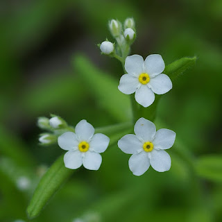 Myosotis blanc - Fleur blanche