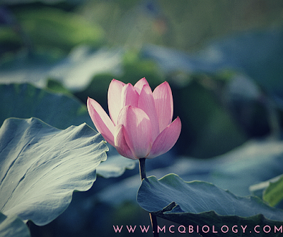 Lotus flower