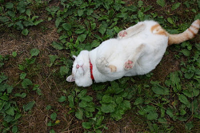 Foto Shironeko Kucing Termalas di Dunia