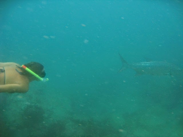 BVI (185)