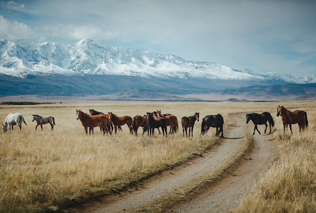 Altay mountains. Russia