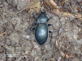 Carabus (Pachystus) glabratus female DSC86496