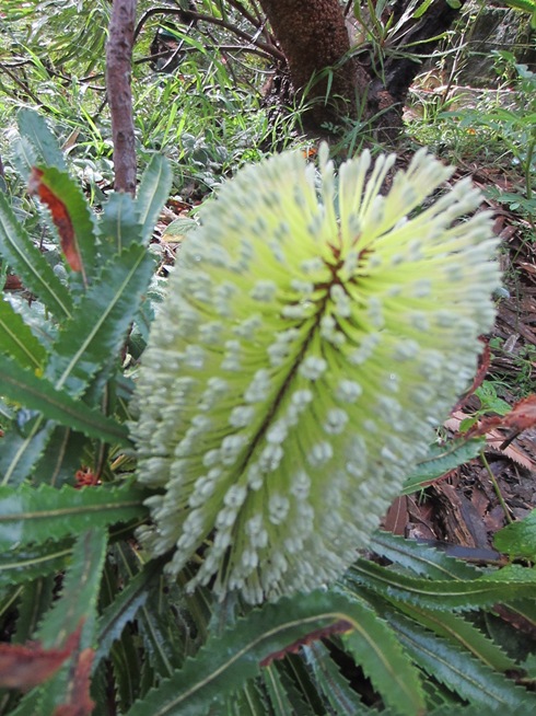 Banksia at Jill's