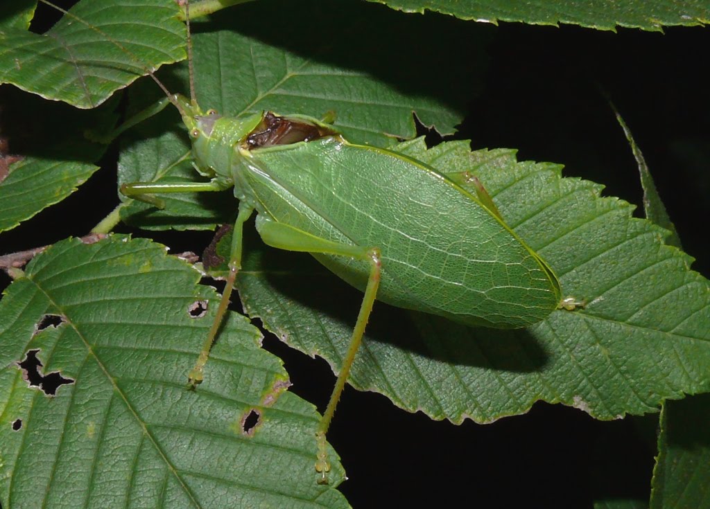 american elm tree identification. american elm tree identification. american elm tree; american elm tree. HecubusPro. Sep 19, 12:01 PM. So the Apple crew is simply waiting on marketing until