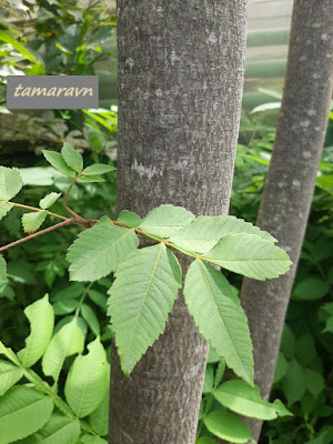 Сумах китайский (Rhus chinensis)