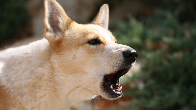 The best strategies for controlling dog barking