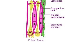 Phloem