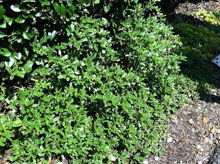 purslane