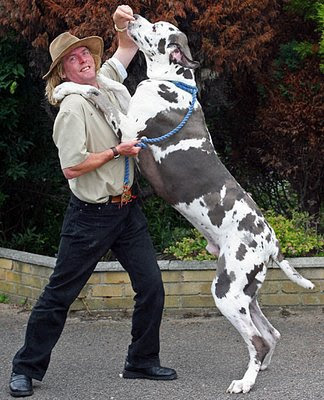 largest dog in world. Biggest Dog In The World