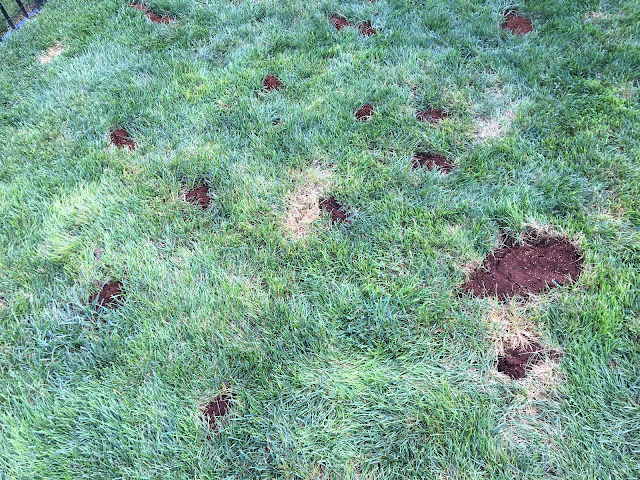 yard with brown patches