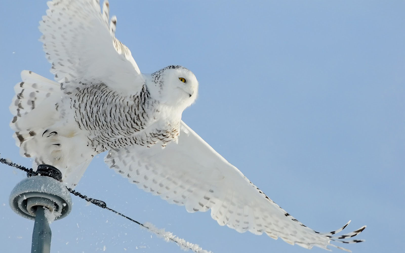 wallpapers: White Owl Wallpapers